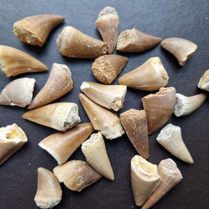 May include: A collection of fossilized shark teeth in various sizes and shades of brown. The teeth are arranged on a dark brown surface.