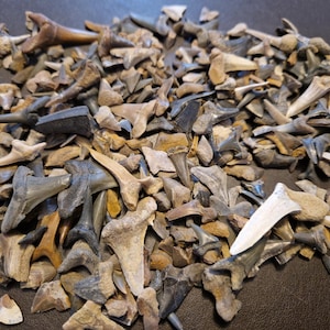 Dientes de tiburón fosilizados (bolsa de 12 g, al menos 14 dientes). Procedentes de EE. UU. Ideales para su colección o para manualidades.