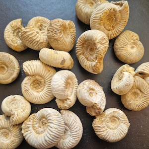 Puede incluir: Una colección de conchas de amonitas fosilizadas de varios tamaños y formas. Las conchas muestran un patrón en espiral y son de color beige y marrón claro. Los fósiles están dispuestos sobre una superficie oscura, mostrando sus intrincados detalles.