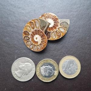 Ammonite. Ammonite marocchina tagliata in due e lucidata.