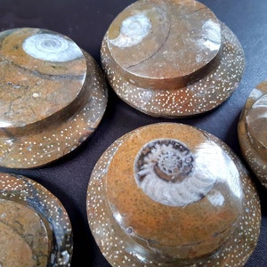 Ammonite. Ammonite marocchina.