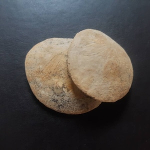 Fossil Sea Urchin. Dendraster Gibbsii. 2 Connected Fossilised Sand Dollars. Fossil  Echinoderm. From The Kettleman Hills,California.Pleocene