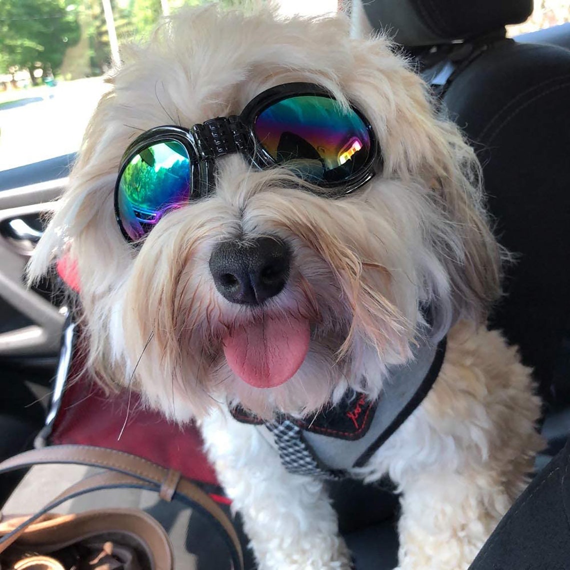 Pet Dog glasses Pet eyewear waterproof Dog Protection Etsy