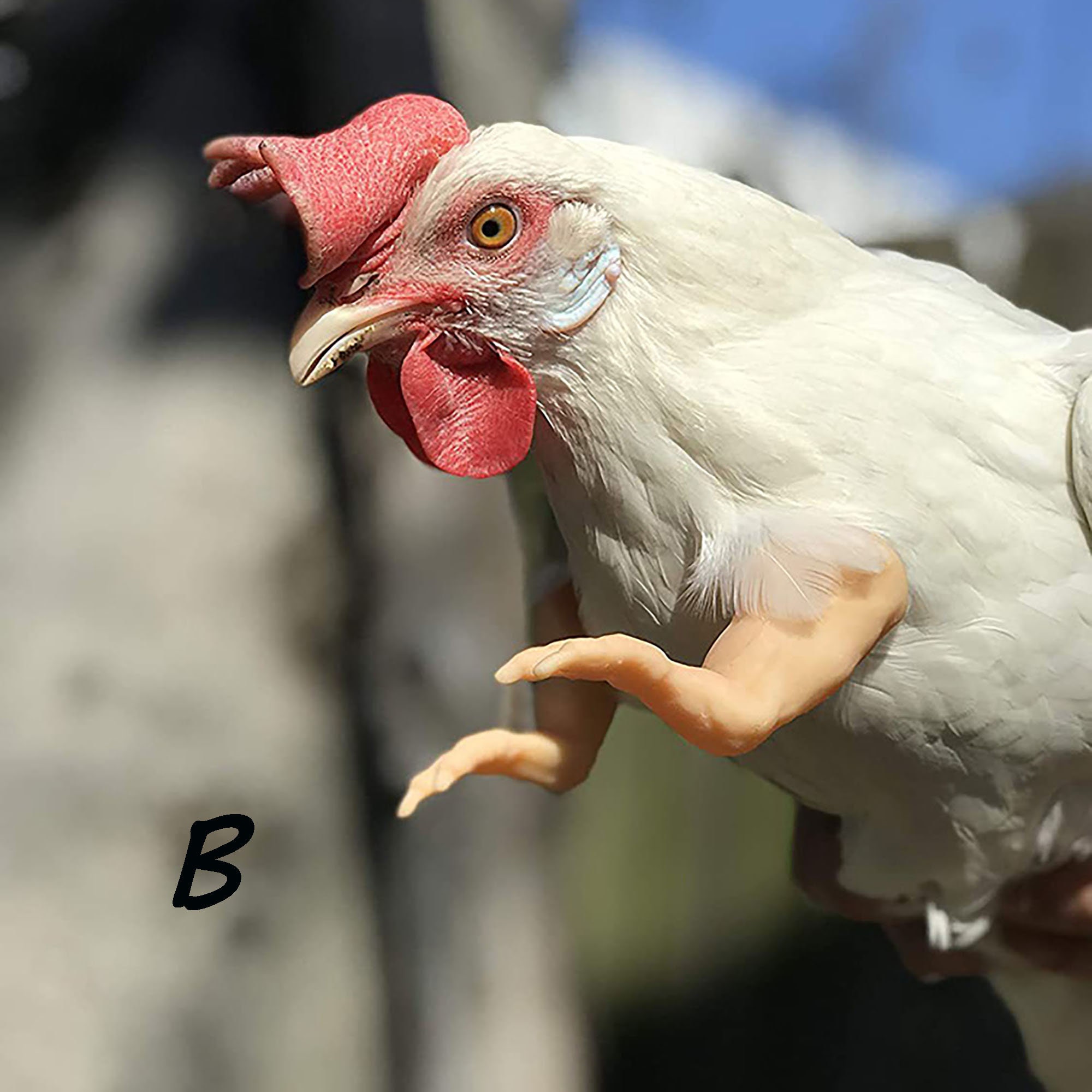 Funny Muscle Chicken Arms Chicken Wings Funny Boxing Arm Etsy