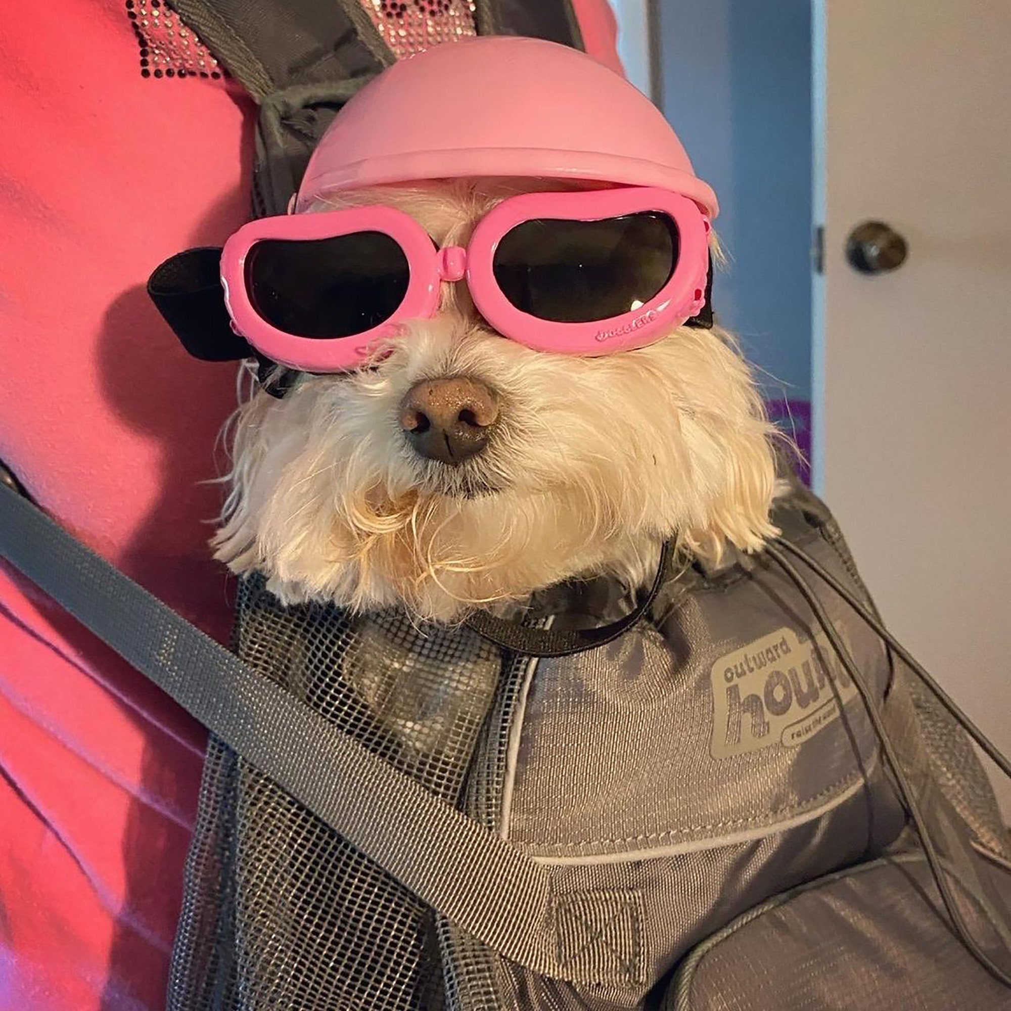 Pet Dog HelmetDoggy Hard Hat for Puppy Chihuahua Blind Dogs Etsy