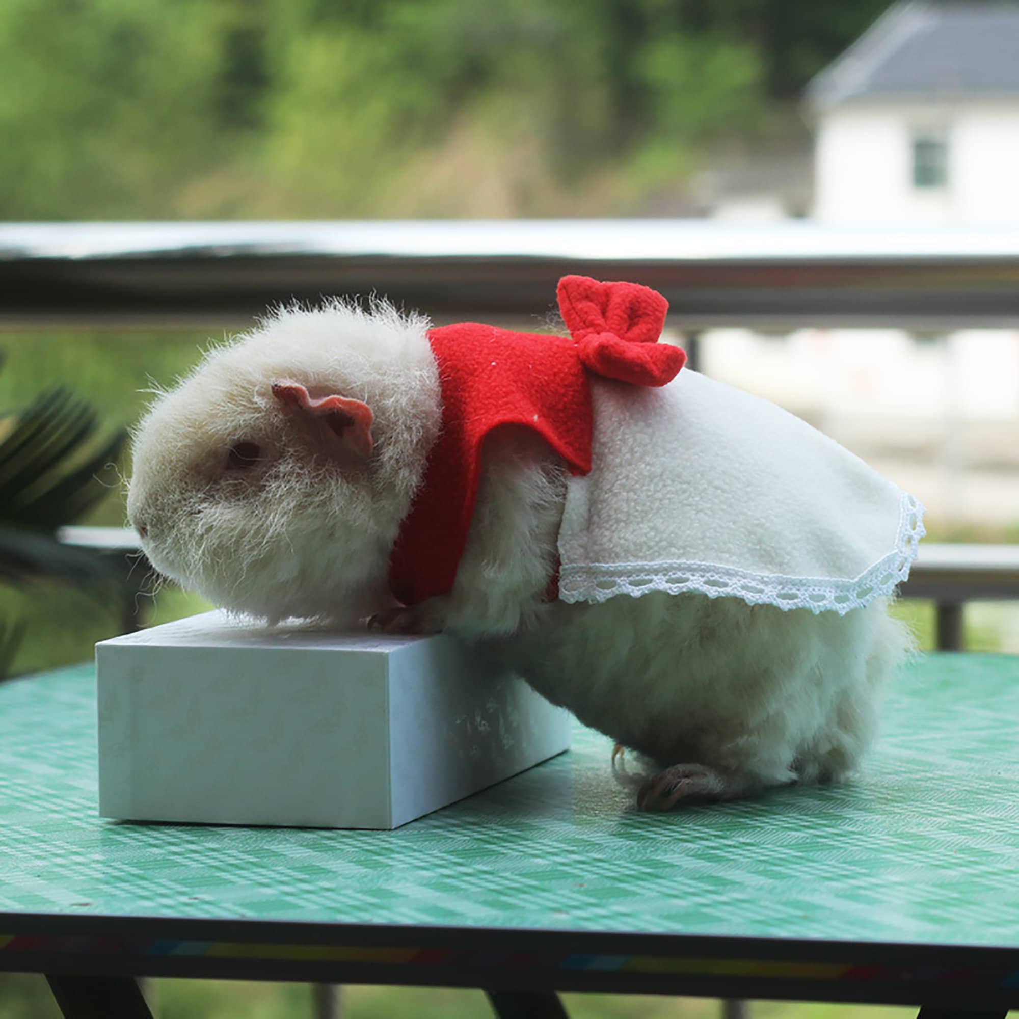Cute Bow Guinea Pig Jumper Dress Spring Guinea Pig Outfit Etsy