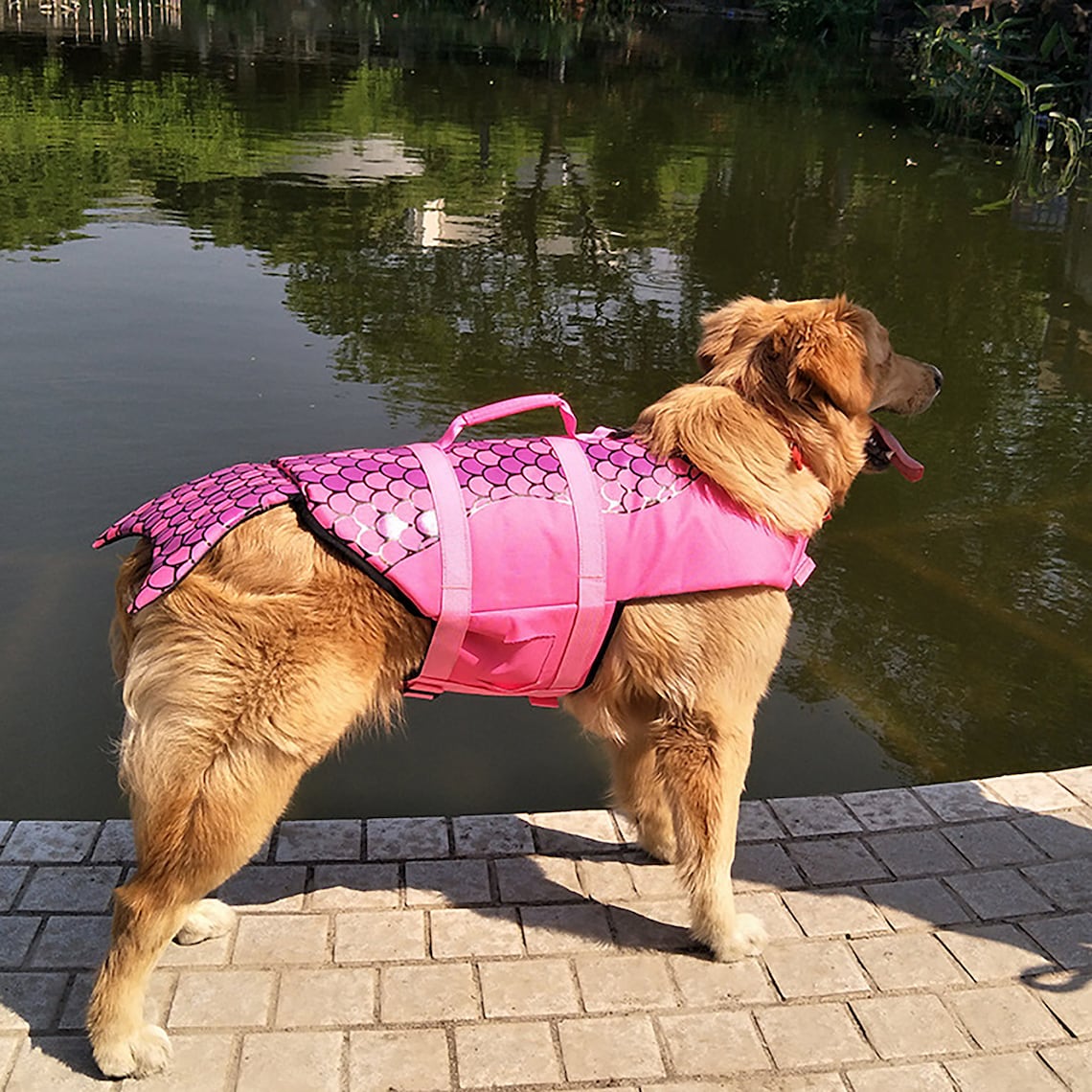 Life Vests For Dogs Dog JacketDog Lifesaver Shark Vest with Etsy
