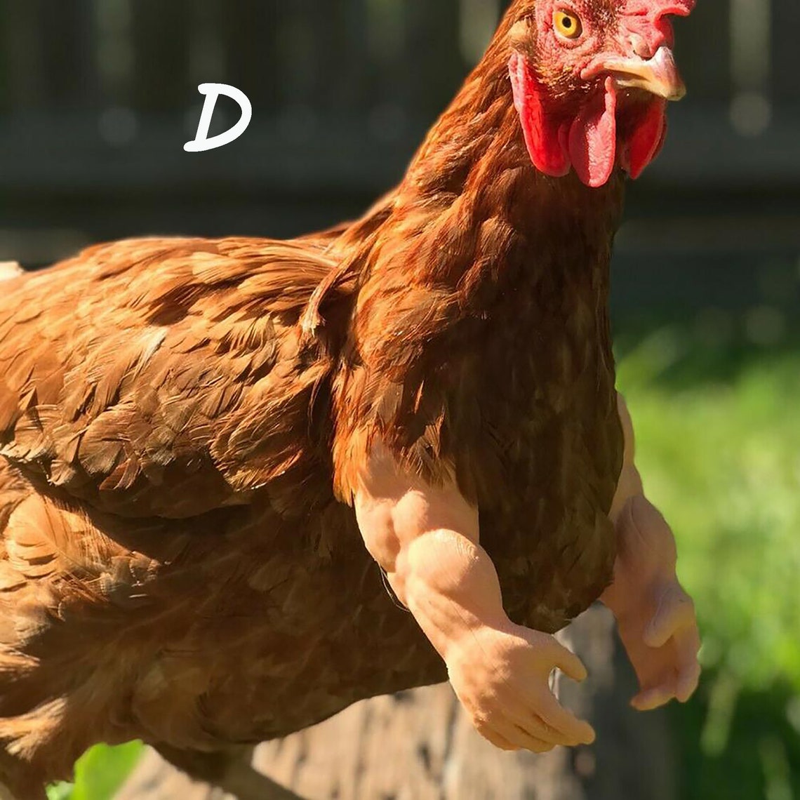 Funny Muscle Chicken Arms Chicken Wings Funny Boxing Arm Etsy