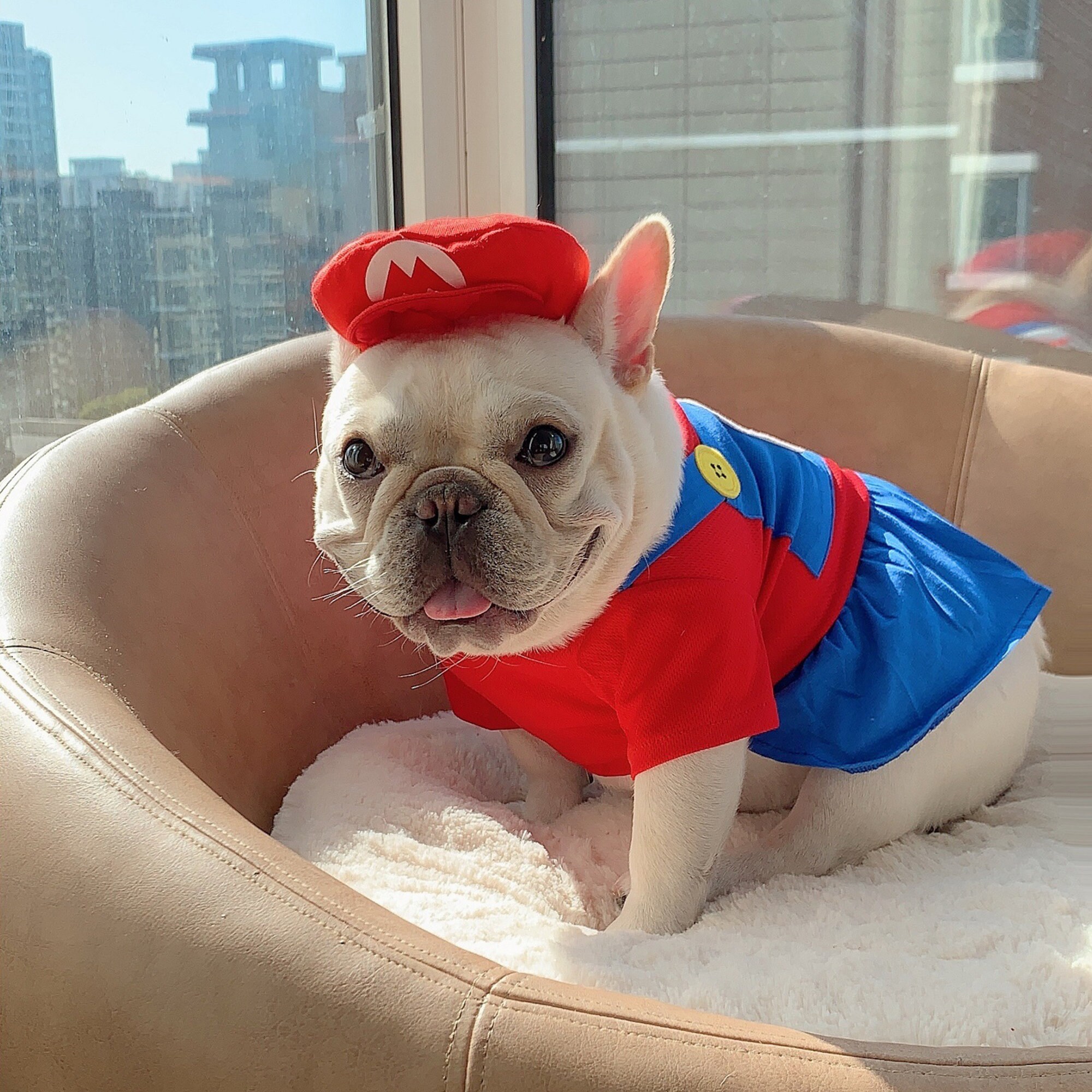 Super Mario French Bulldog Clothes Puppy Cat Hoodies Etsy