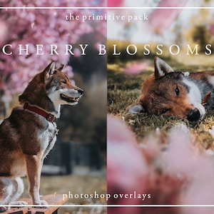 Cherry Blossoms Photoshop Overlays - The Primitive Pack