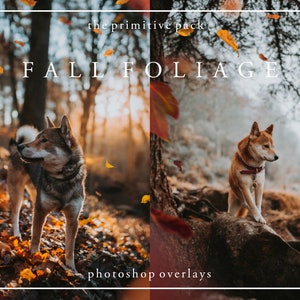 May include: Two dogs stand in a forest with fallen leaves. The text "the primitive pack FALL FOLIAGE photoshop overlays" is at the top of the image.