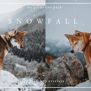 Puede incluir: Dos perros Shiba Inu de pie en un paisaje nevado. Ambos perros llevan collares con etiquetas. El texto "the primitive pack SNOWFALL photoshop overlays" está en la parte superior de la imagen.