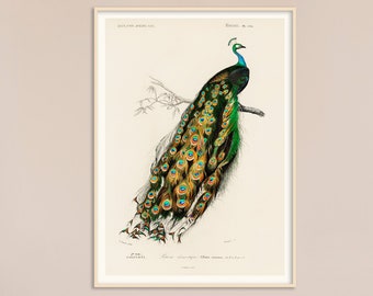 Vogel Illustrationen Etsy