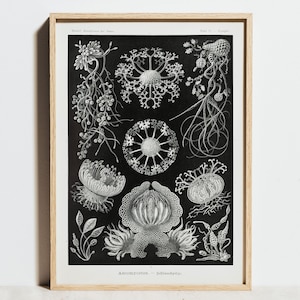 Ernst Haeckel Druck, Schwarzweiße Vintage Wandkunst, Pilze Quallen Poster, Geschichte Botanische Küchenkarte, Antike Dekoration, Geschenkidee