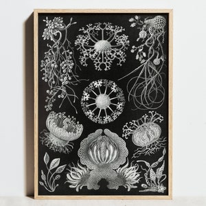 Vintage Marine Druck, Ernst Haeckel Poster, Schwarz Weiße Pilz Qualle Botanische Wand Kunst Karte, Antike Retro Wohn Dekoration, Geschenkidee
