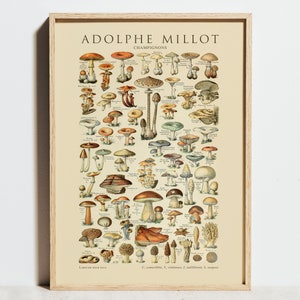 Vintage Pilz von Adolphe Millot Druck, botanische französische Blumen Wandkunst, Retro Garten Poster, Küchendekor, Larousse Food Chart, Geschenkidee