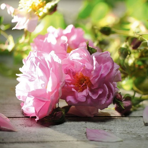 Rose Absolute 100% Natural Pure shops Bulgarian Rosa Damascena Mill Damask Rose Absolute from Valley of the roses Bulgaria 10mL