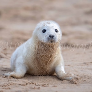 Grey seal pup