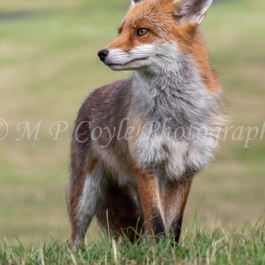 Red fox
