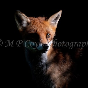 Red fox
