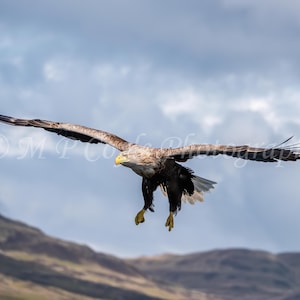 Può includere: Un'aquila dalla coda bianca con piume marroni e nere volteggia nell'aria con le ali spiegate. L'aquila vola contro un cielo nuvoloso con una catena montuosa sullo sfondo.