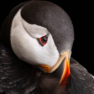 Puffin im Ruhezustand