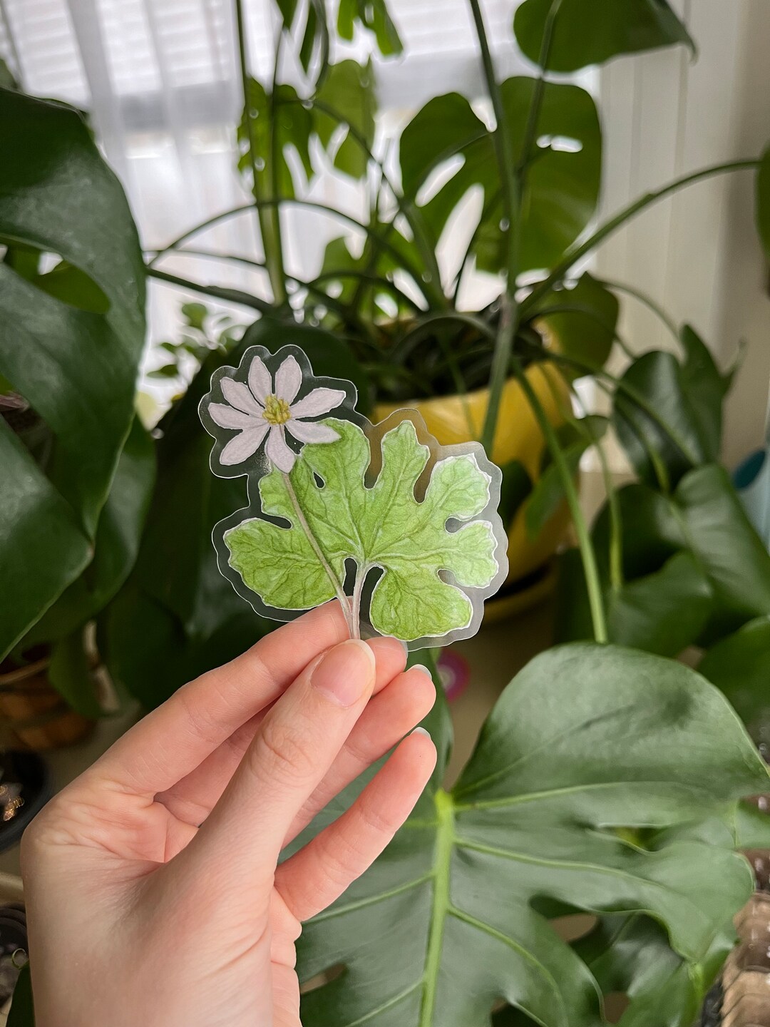 Bloodroot Clear Sticker - Etsy