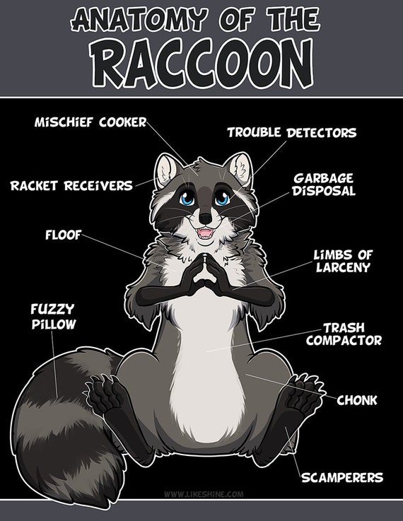 Anatomy of the Raccoon artwork print | Etsy