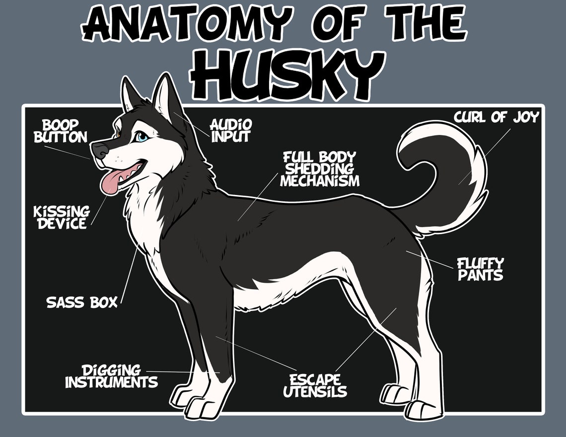Anatomy of the Husky Artwork Print B & W Etsy