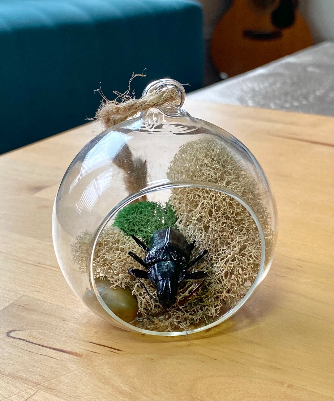 Large Beetle in Terrarium Etsy