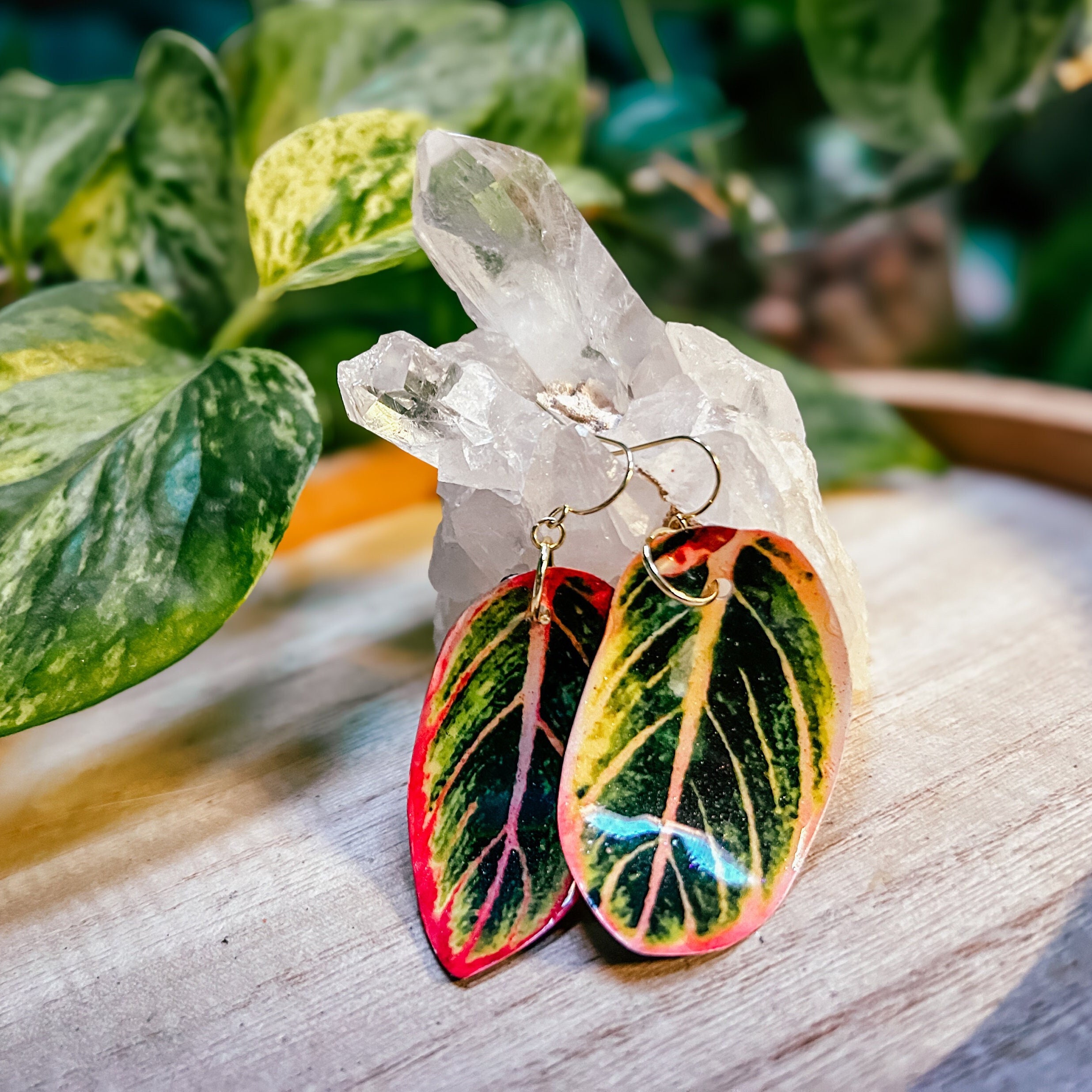 Aglaonema lotus delight - Etsy 日本 Aglaonema lotus delight - Etsy 日本
