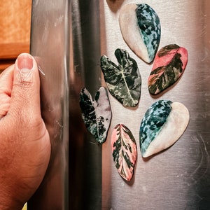 May include: Six colorful leaf-shaped magnets with a white background, attached to a stainless steel refrigerator.