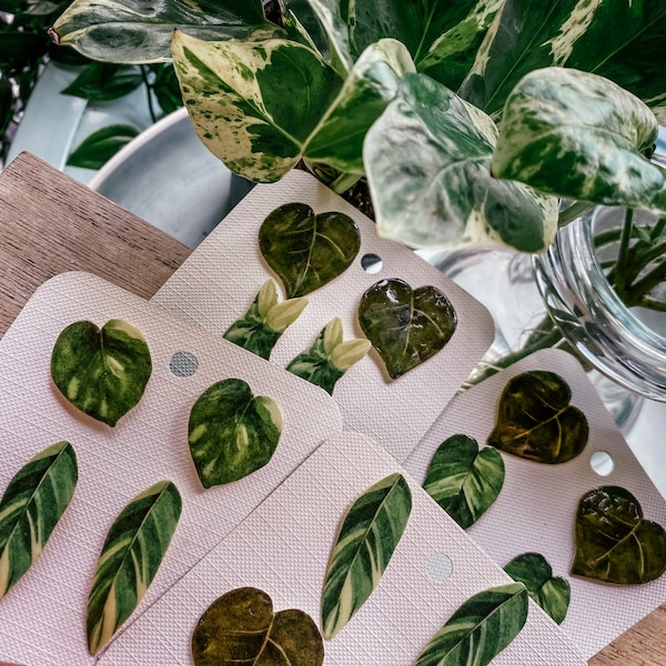 Variegated Rubber Plant Watercolor Style Earrings, Botanical Houseplant Studs, Boho Gift Ideas