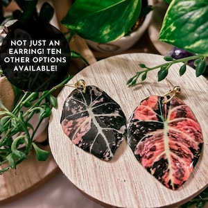 Alocasia balloon heart variegated - Etsy 日本