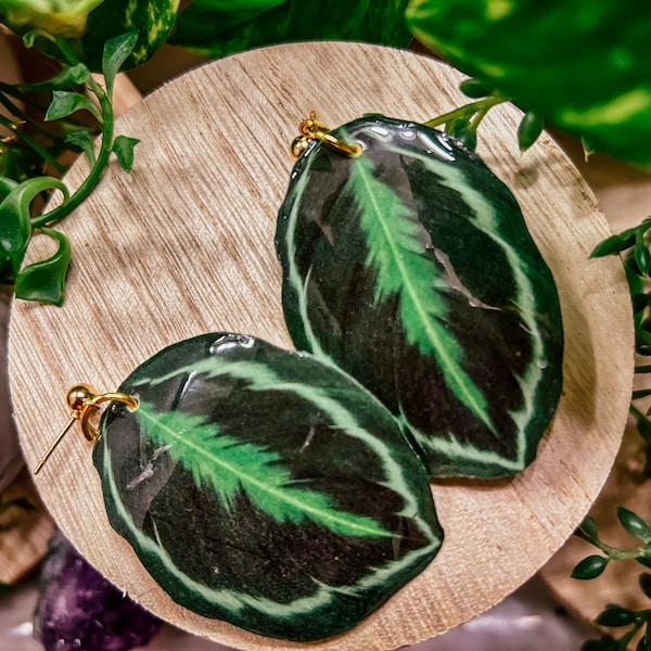 Calathea Roseopicta ‘Medallion’ Watercolor Style Earrings, Rare Houseplant, Boho Gift Ideas, Herbology, Plantology, Plant Addict