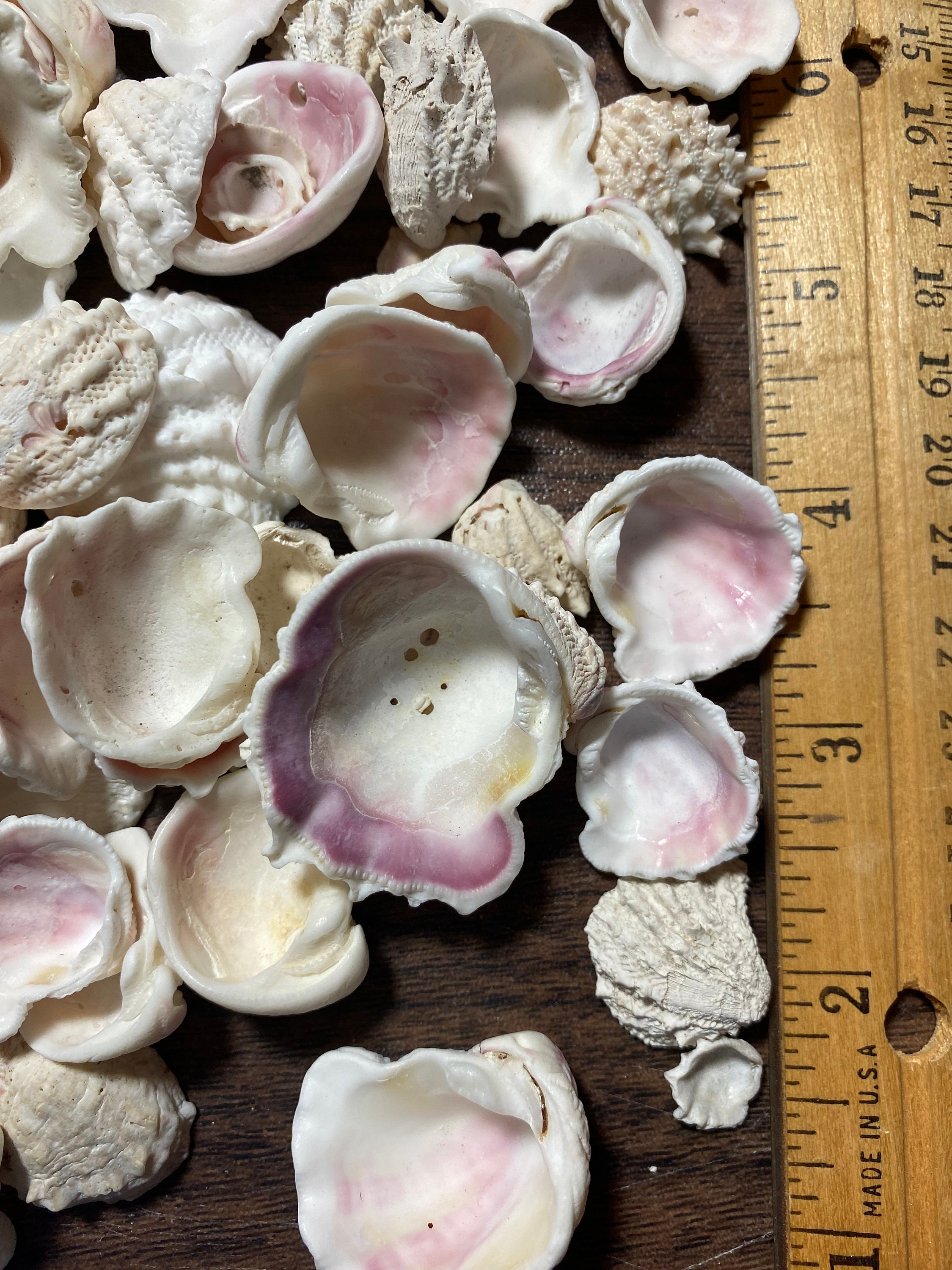 100florida Sanibel Spiny Jewel Box Shellspinks & Whitegreat Etsy