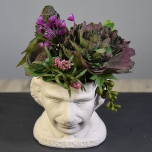 UNIEK! Witte plantenbak met Albert Einstein-buste gevuld met Sola-houtvetplanten, geverfd en geairbrusht - water geven is niet nodig! Geweldig cadeau voor mannen!