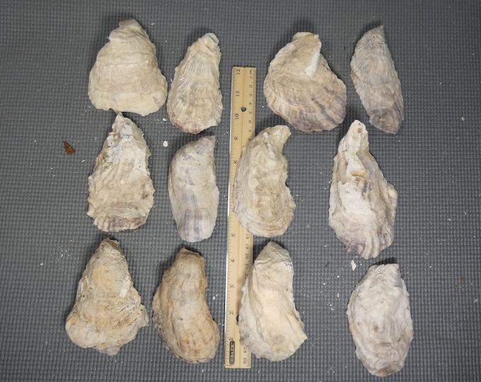 Dozen (12) XXL 4 1/4 to 5 1/4 inch New England winter oysters -cup side oyster shells - see photos