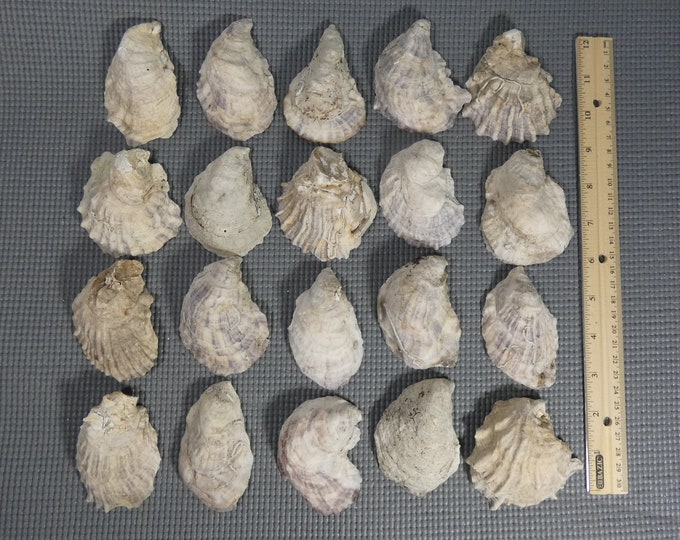25 - 2 3/4 to 3 1/2 inch New England winter oysters -cup side oyster shells - see photos