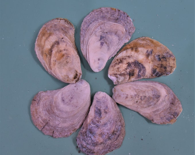 Six FLAT SIDE (not cup side) oyster shells -3 1/4 to 3 3/5, price per set - New England oysters shells