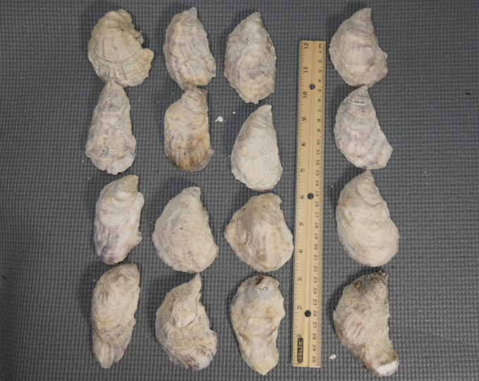 16 - 3 to 3 1/2 inch New England winter oysters -cup side oyster shells - see photos