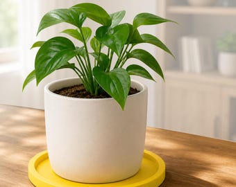 Minimalistische plantenschotel: lekbak voor ondiepe succulente plantenbak