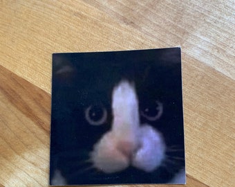 Cute Cat Meme Sticker - 12ct.