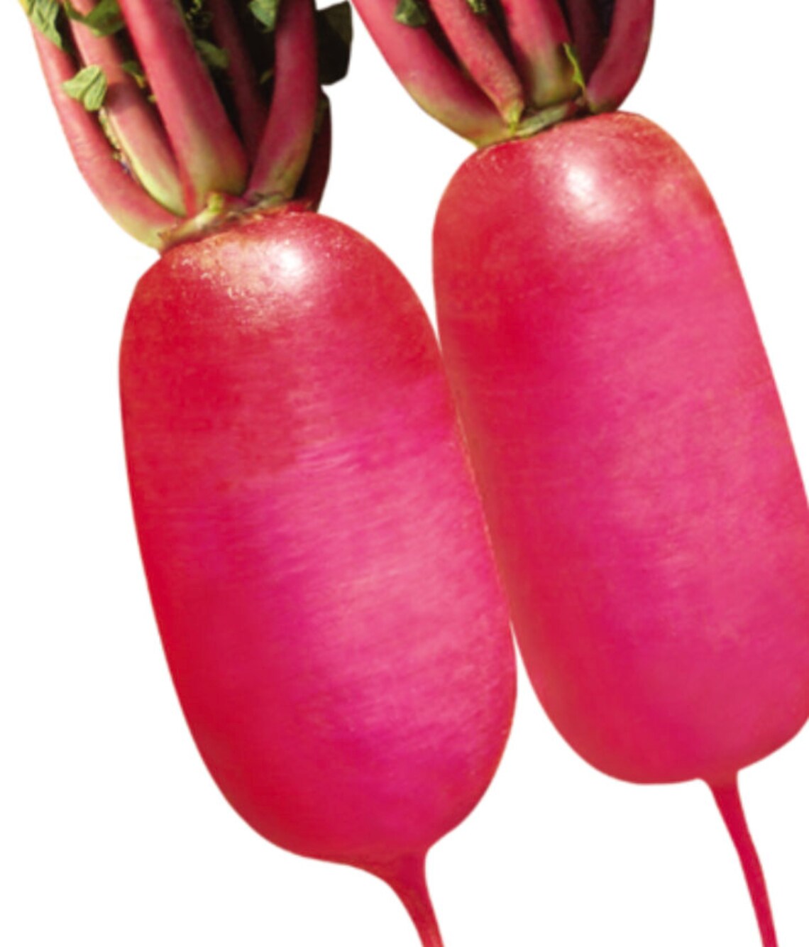 루비킹 Rose Radish Seeds Pink Radish Seeds Pink Daikon Seeds Etsy