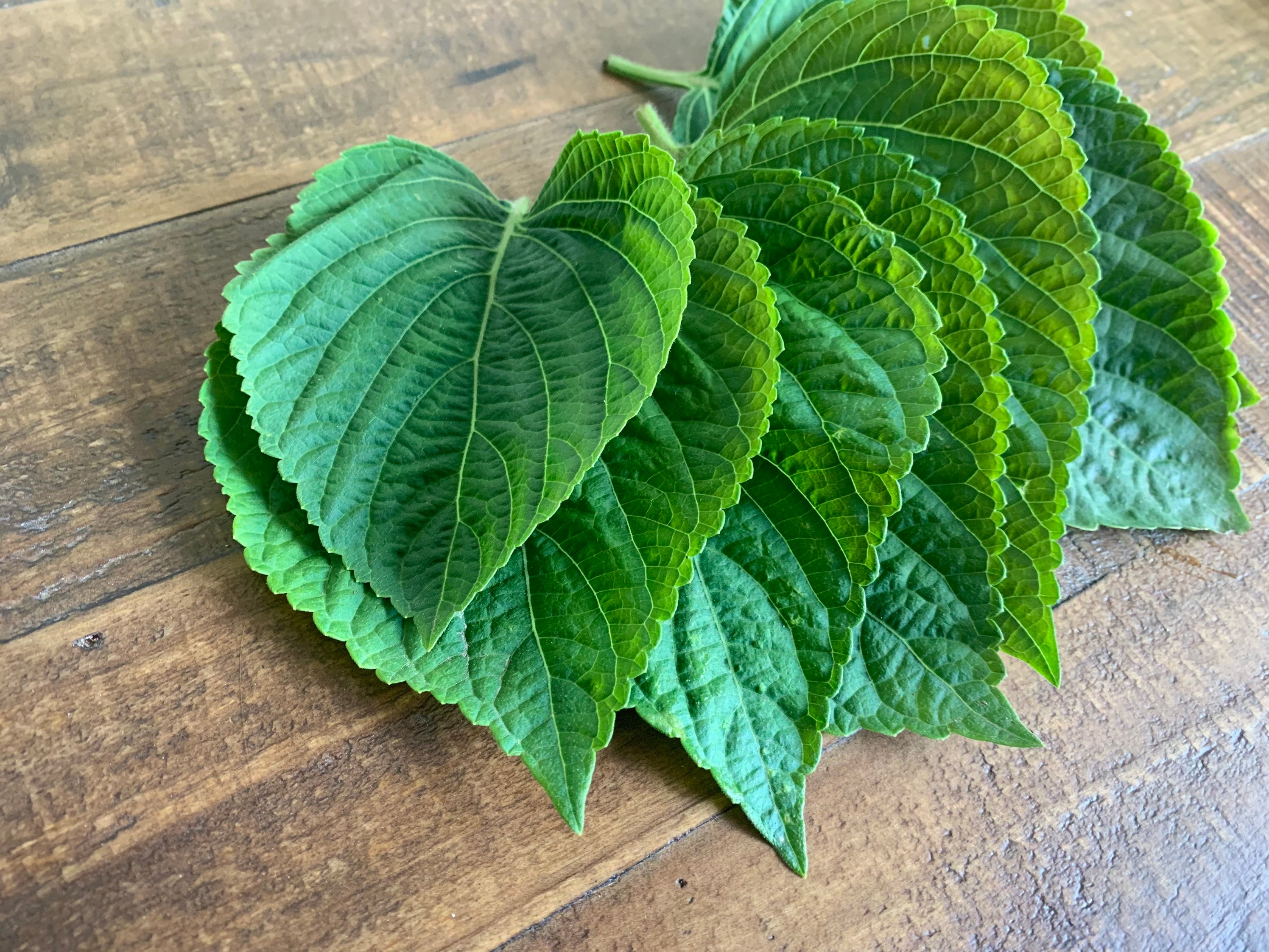 Korean perilla seeds Perilla leaf Perilla frutescens 깻잎 | Etsy
