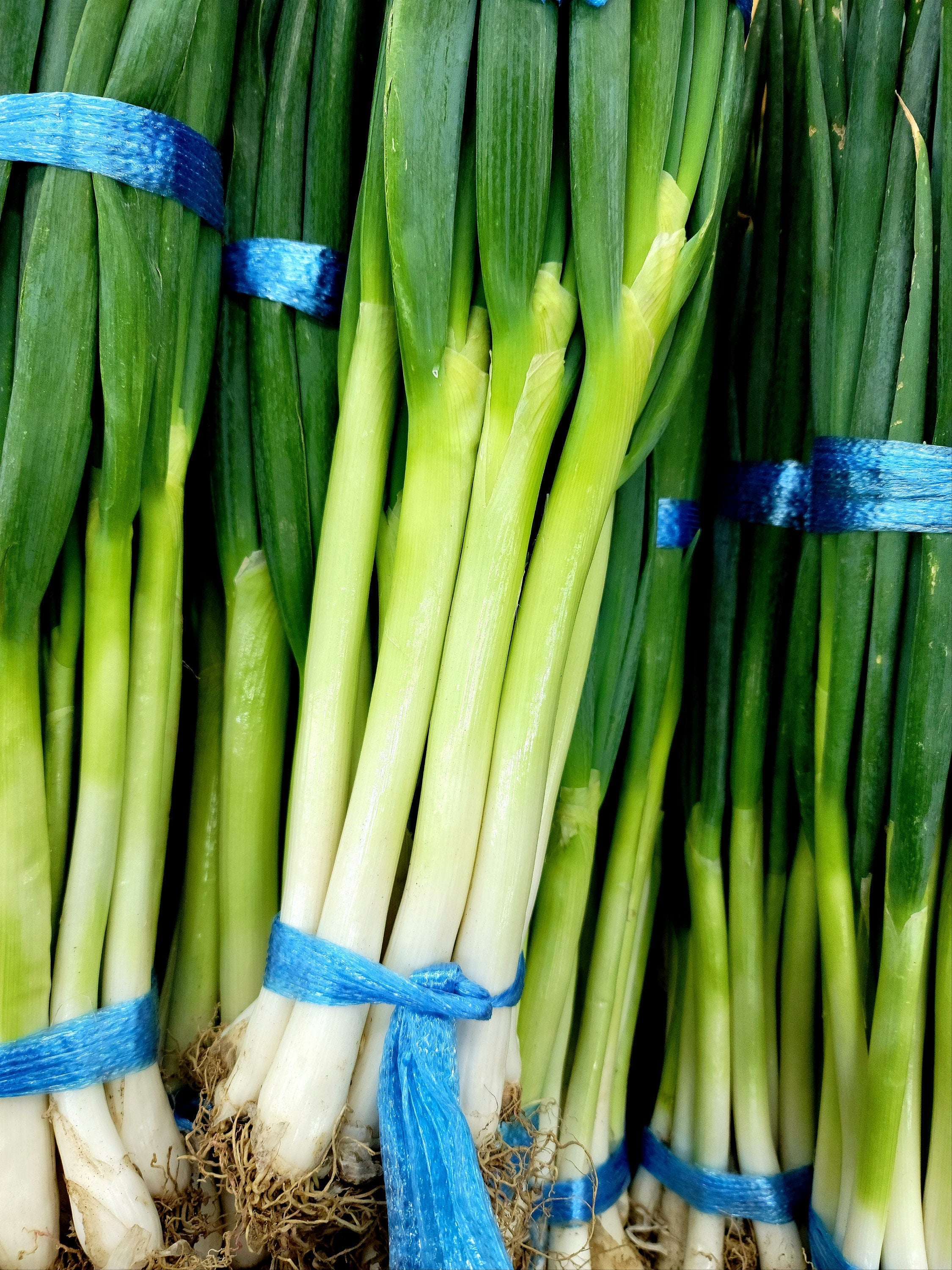 대파 Large Green Onion Seeds Korean Green Onion Seeds Daepa Etsy