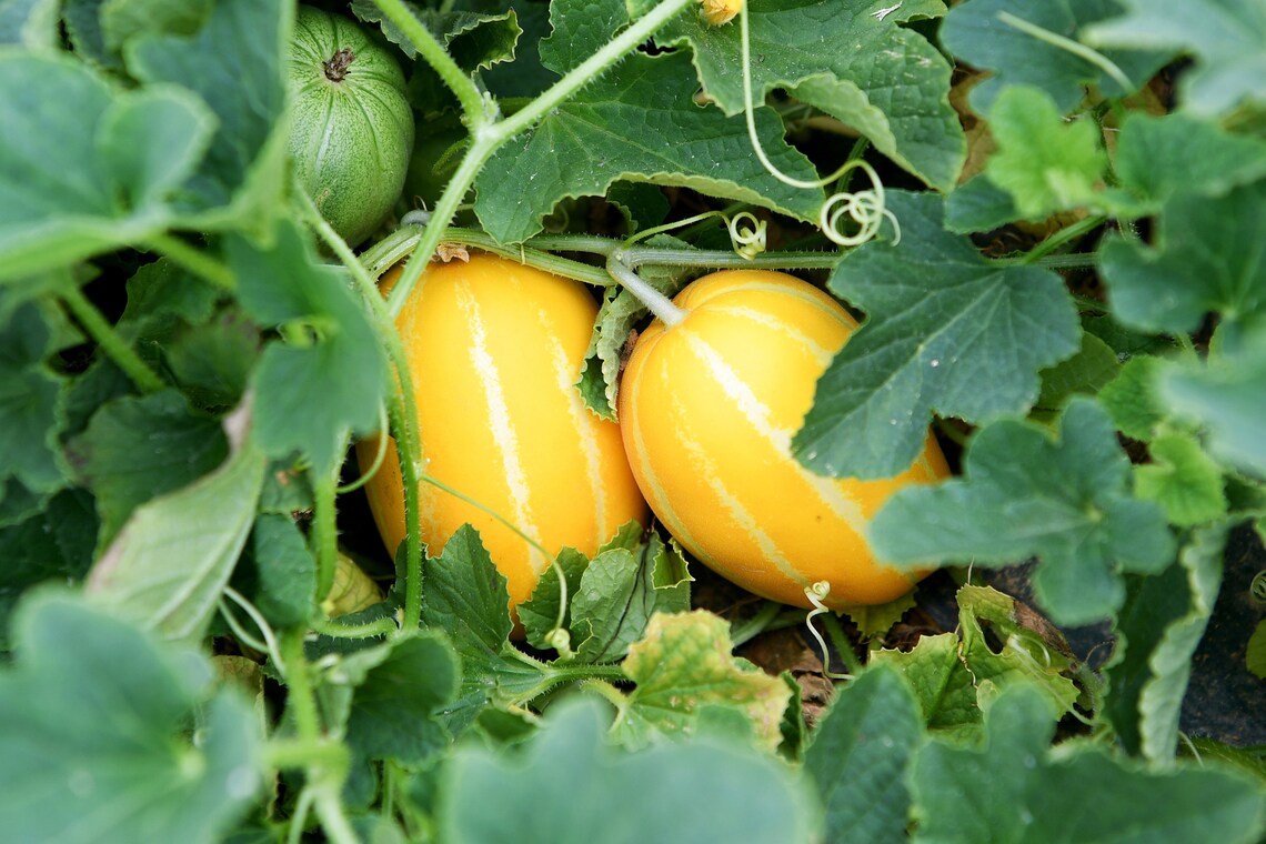 Korean Melon 참외 Chamoe Oriental melon Asian melon rare Etsy