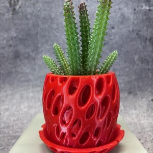 May include: A small, red, 3D-printed planter with a unique, open design, holding a green cactus. The planter includes a matching saucer. The cactus has multiple green stems with small, spiky leaves. The planter is approximately 4 inches in diameter.