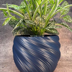 May include: A navy blue, spiral-textured plant pot holds a green and white polka dot plant. The pot has a unique, swirling design and is made of a solid, dark blue material. The plant has long, slender leaves.