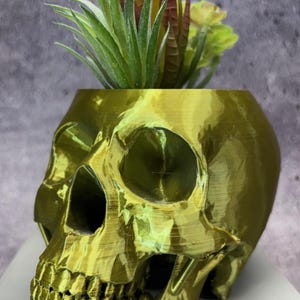 May include: A gold skull planter with a succulent plant growing out of the top. The skull is detailed and has a glossy finish.